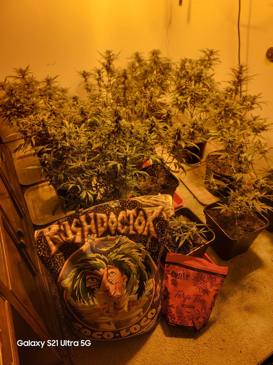 CannaFied tweet media