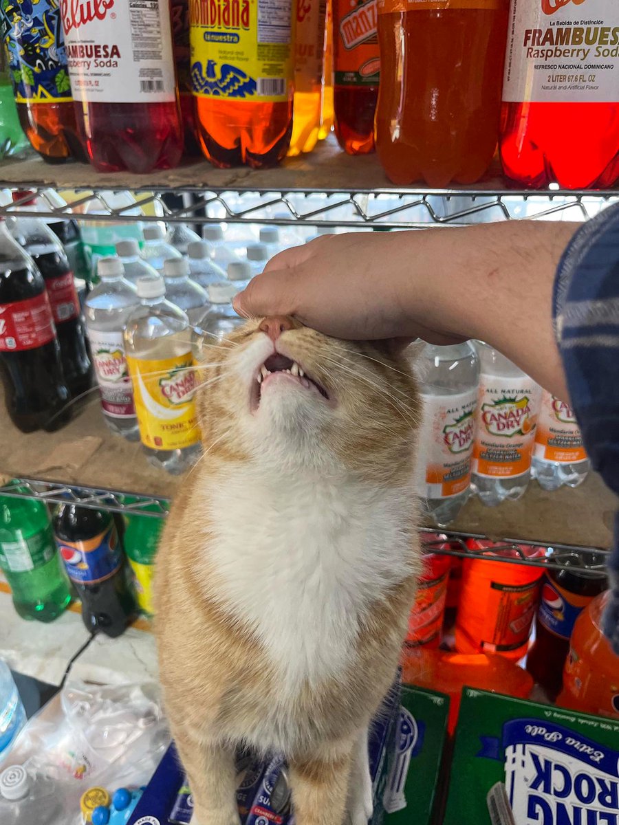 Bodegacats_'s tweet photo. https://t.co/fZ06dl1933