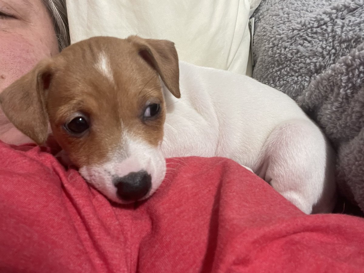 ReneeMoore81's tweet photo. Everyone welcome Miss EmmyLou. The newest member of the Moore family! https://t.co/5v1hqlaRSr