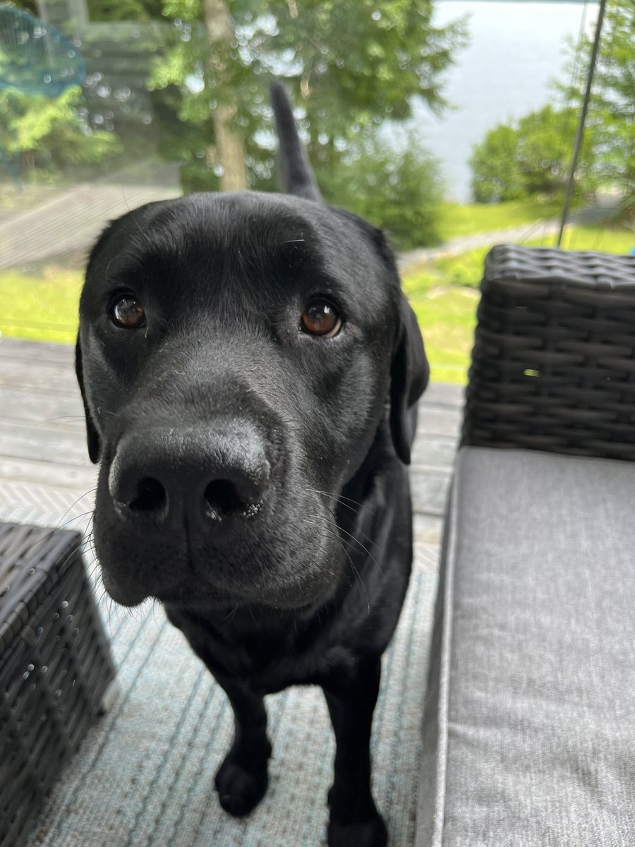 rod_alive's tweet photo. @gunsnrosesgirl3 @Songstress28 Skills Labradors @JimmyandEarle can successfully apply to shoes and furniture https://t.co/DhMDogWMmD