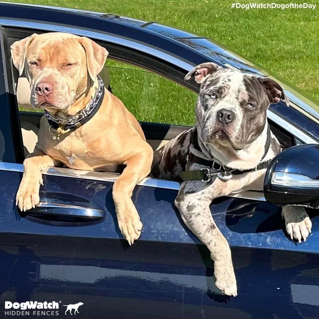 DogWatch customers Nugget and Arrow wish you all a safe journey to your Thanksgiving destinations! 🚗🦃🐾

Photo from DogWatch of Upstate NY, LLC

#PitBulls #DogWatchDogoftheDay #dogbrothers