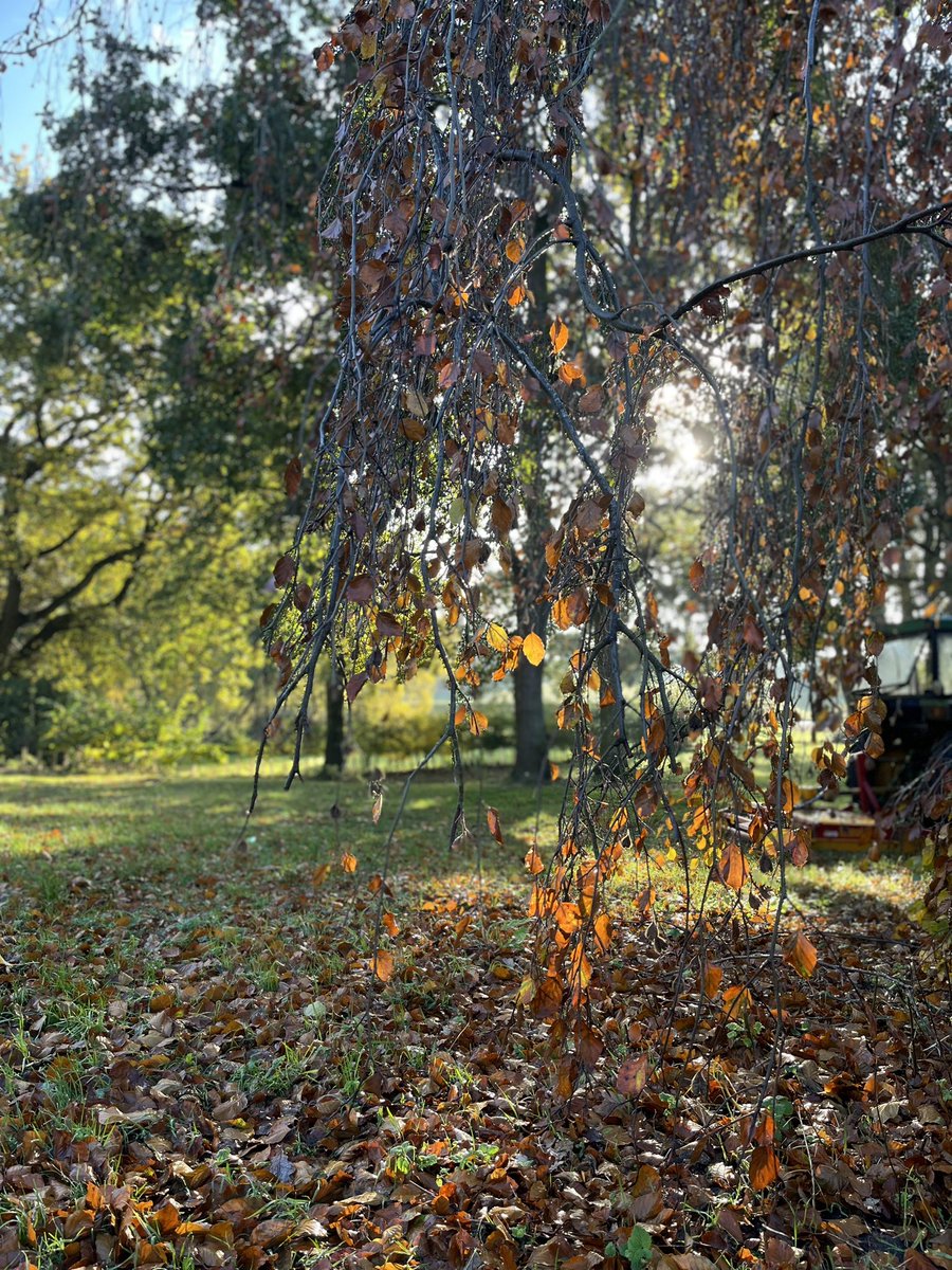 Autumn at Happy Valley 

#glamping #norfolk #AutumnVibes #norfolkglamping #happyvalleynorfolk