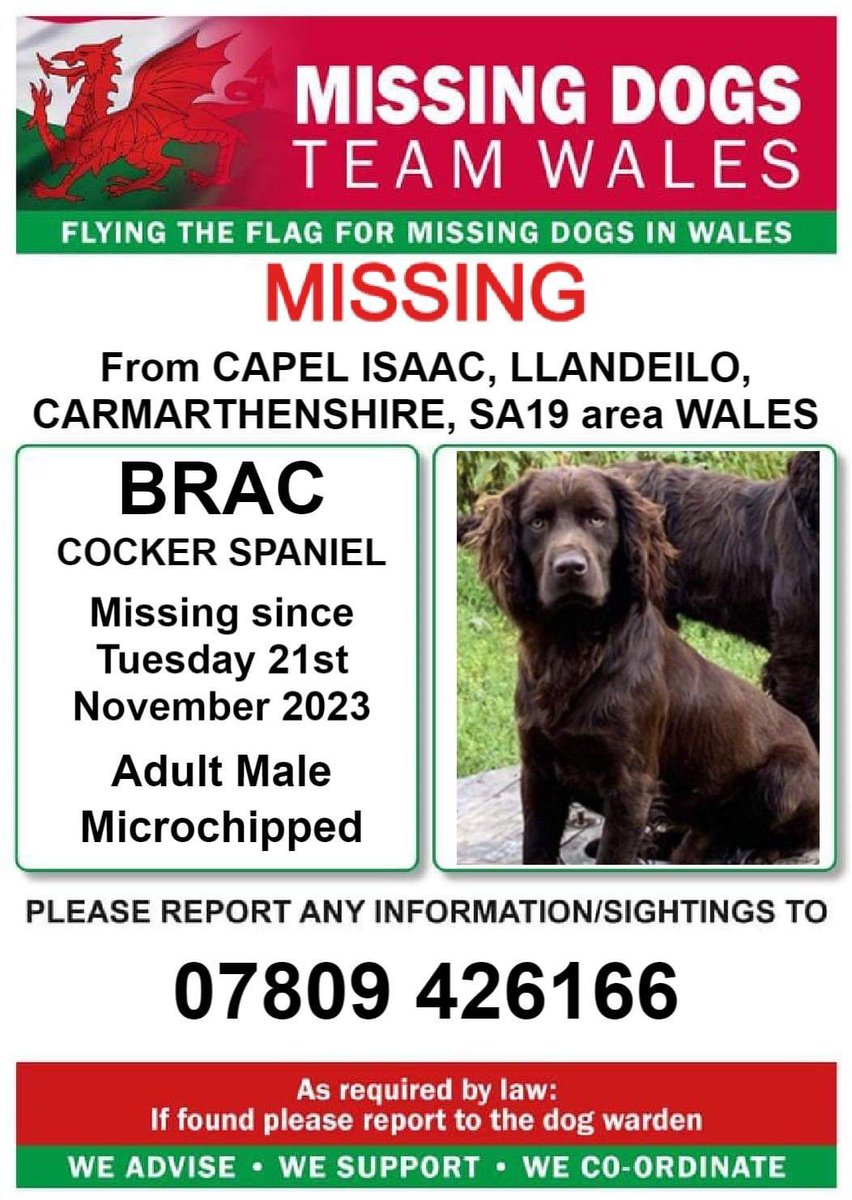 BRAC missing #CAPELISACC #LLANDEILO, #CARMARTHENSHIRE #SA19 🏴󠁧󠁢󠁷󠁬󠁳󠁿 
21/11/23 
Adult/male #CockerSpaniel 

<a href="/llandeilo_rfc/">CR Llandeilo RFC</a> <a href="/LlandeiloCC/">Llandeilo CC</a> <a href="/LlandeiloP/">Llandeilo Primary</a> <a href="/llandeilonews/">llandeilonews</a> <a href="/juliagarland73/">Helping the lost home #TeamWales 🇬🇧</a> <a href="/ruthwill64/">🏴󠁧󠁢󠁷󠁬󠁳󠁿Ruth Williams 💙🇺🇦💛</a> <a href="/RachaelB100/">Rachael</a> <a href="/JacquiSaid/">Dogs of Tooting 1</a> <a href="/thedogfinder/">Dog Finder 💙</a> <a href="/BitofDecorum/">Debby Morris 🐕🐾💕</a> <a href="/TeaboyTeddy/">Mr Ted 🌈</a> <a href="/LisaClareRead2/">Lisa Clare Read 💙</a> <a href="/PcsharonPage/">My Animal Page</a>