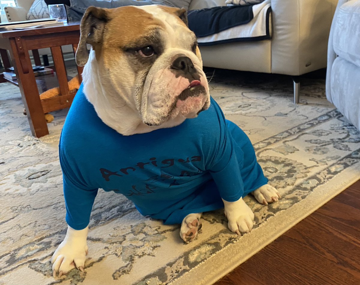 MrTruckBulldog's tweet image. Mom and dad go away and all they get me is this T-shirt! And now I’m supposed to pose with it?? Ugghhhh
#bulldogproblems #dogs #dogsoftwitter #englishbulldog