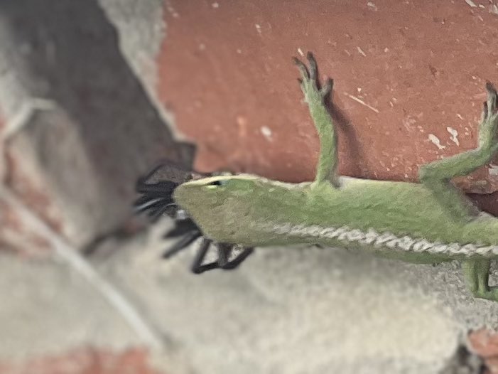 Lunch time for this guy🦎🕷️🍽️