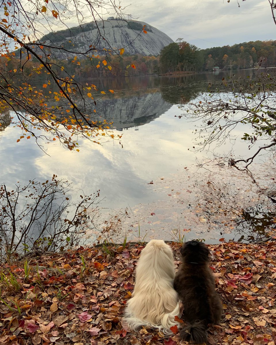 LilCaliGurl's tweet photo. Sammy more altitude less attitude you hear me….. #stonemountain 🍁🍂🍁
.
#caligurl #BigAl #flamingler #BigAll #rvdogs #rollingrenegade #camping #campingwithdogs #rv #glamping #sweetsammy #travelgram #RoadsideAmerica #rvtravels #fyp #fypシ゚ #stonemountainpark #georgia https://t.co/Wucdp6esnJ