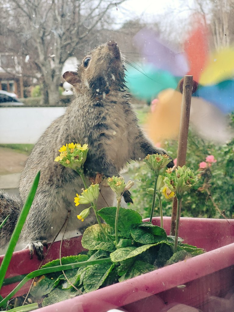 One of the squirrel neighbours