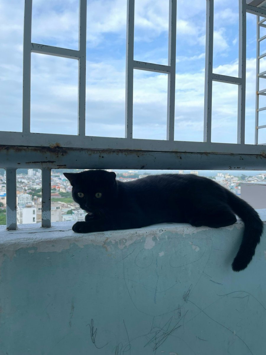 Good morning everyone, hope u all the best !!!
#CatLovers #BlackCat #BlackCatsAreGoodLuck #こちらは仮のテストです