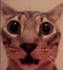 operagxofficial's tweet photo. @saul_the_saul when the browser that uses your ip to connect to the internet knows your ip address https://t.co/1BePEYAVfX