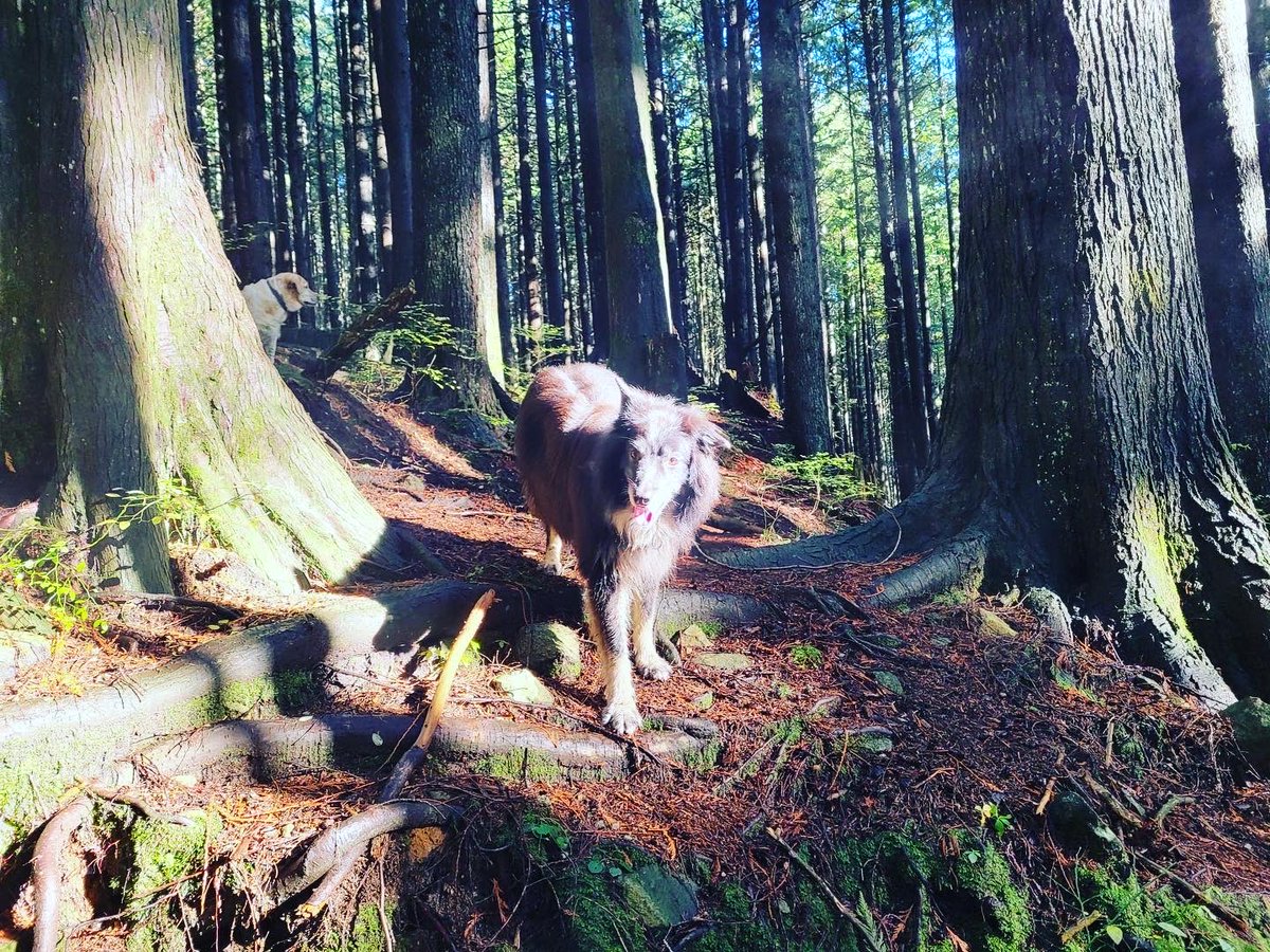 🥳🥳We still have few boarding spots available for the Christmas, get ready for the Christmas holiday! 🐾Check out our website for more information: releasethehounds.ca

.
.
.
.
.
.
.
.
.
#dogwalking #dogwalkinglife #dogwalkingservicesng#vancouverdogsboarding