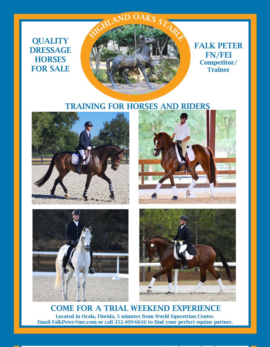 Quality Dressage Prospects. email FalkPeter@me.com or call 352-409-6616 to find your perfect equine partner.