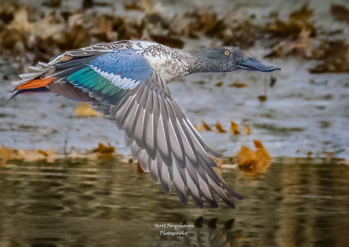 Northern Shoveler! 
Scottfa.picfair.com

#birds #bird #birdwatching #birdphotography  #nature #BirdsOfTwitter #wildlife #wildlifephotography #BirdsSeenIn2023  #wildlifephotograph #NaturePhotography #Twitter #TwitterNatureCommunity #birdphotography