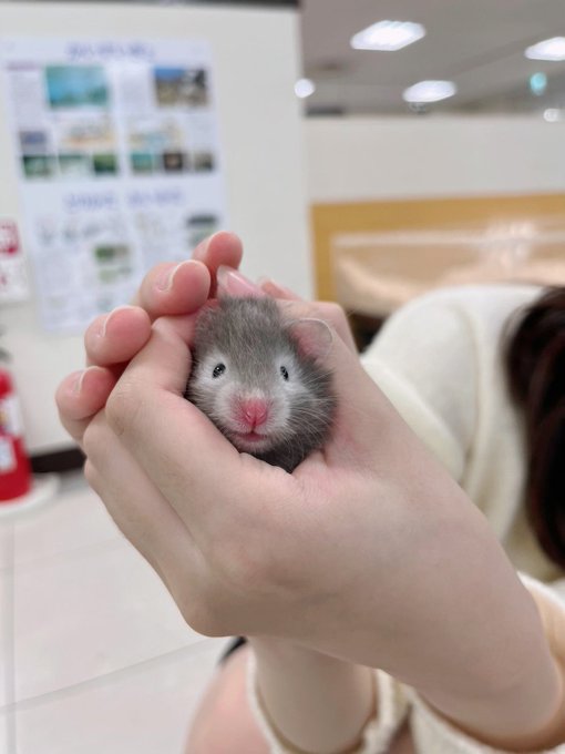 Twitterのコスプレ画像4