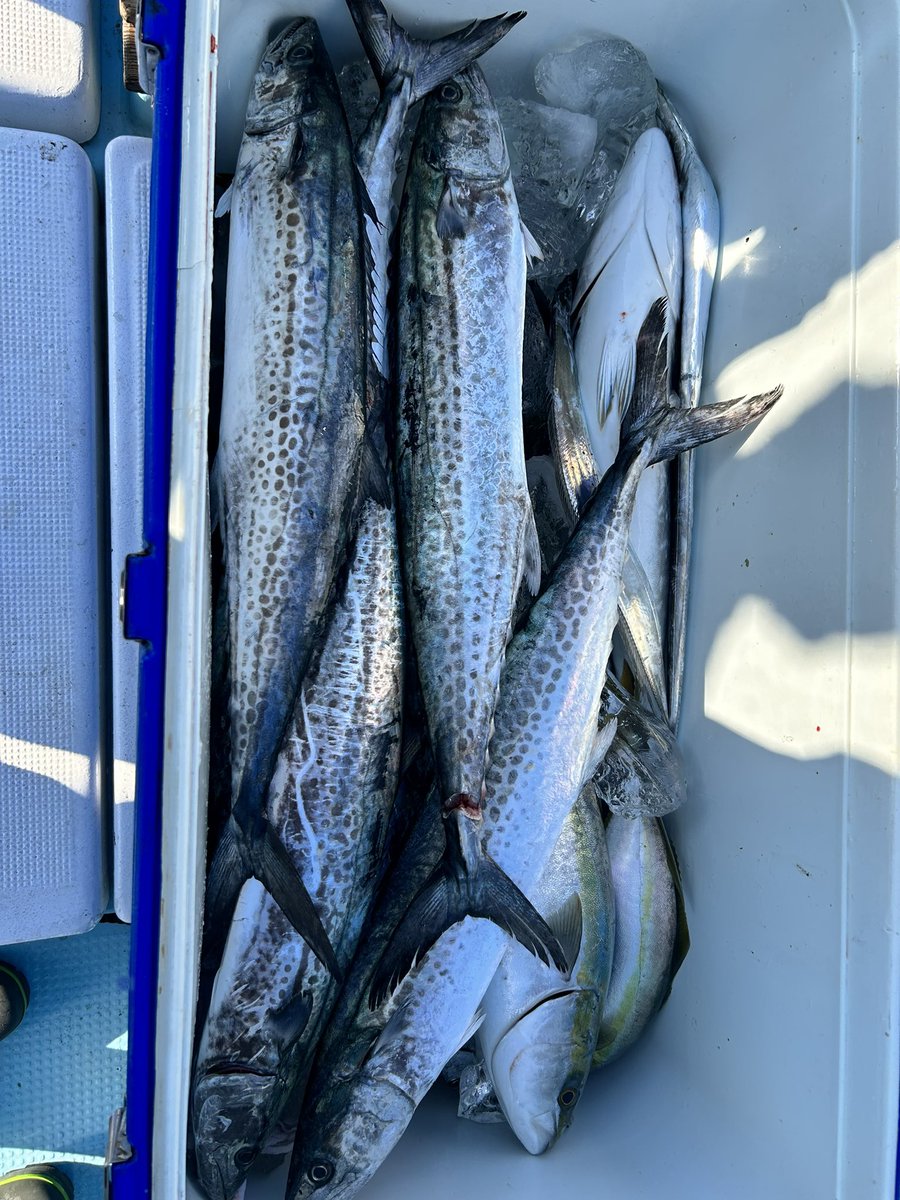 tsuritaro55's tweet photo. ジギングでサワラ🐟
ぼちぼち釣れました🎣 https://t.co/v4HckcyXtS