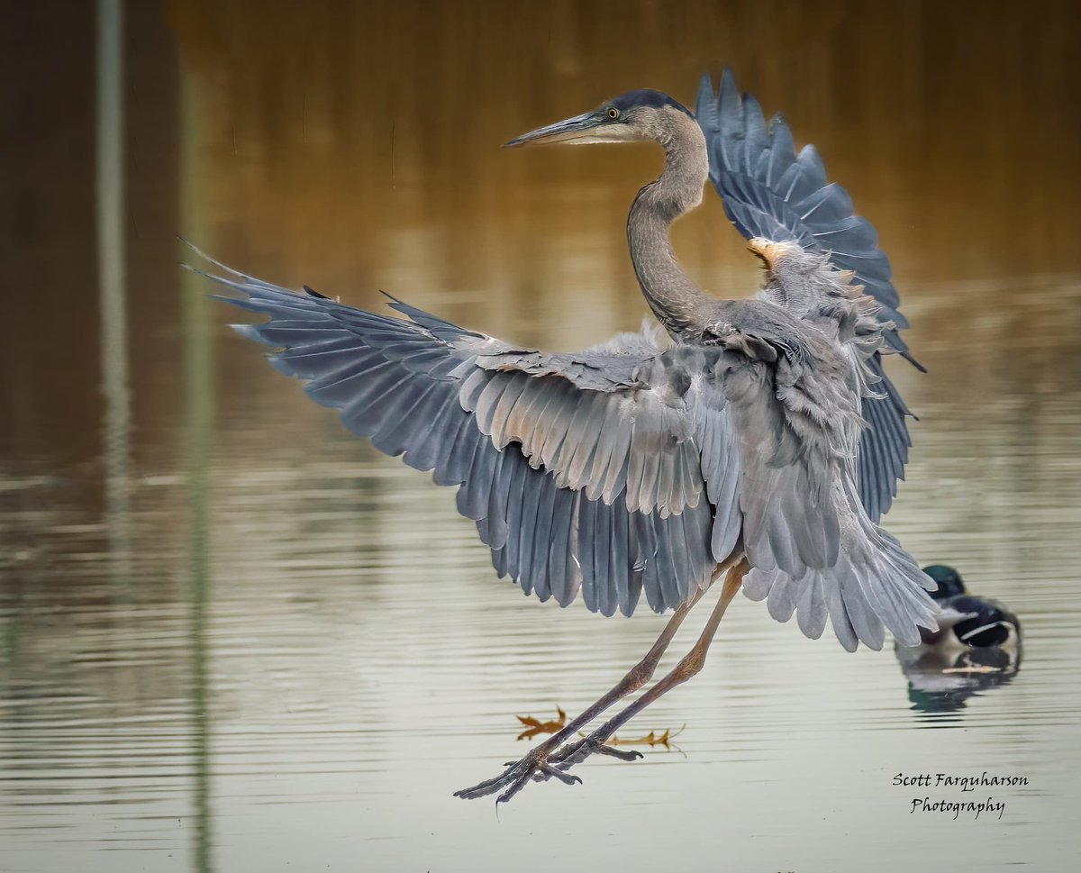 Great Blue Heron! 
Scottfa.picfair.com

#birds #bird #birdwatching #birdphotography  #nature #BirdsOfTwitter #wildlife #wildlifephotography #BirdsSeenIn2023  #wildlifephotograph #NaturePhotography #Twitter #TwitterNatureCommunity #birdphotography