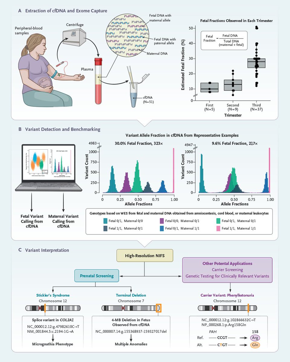 The authors describe a noninvasive prenatal screening approach involving a survey of sequence variation across the entire fetal exome using cell-free DNA obtained from a maternal blood draw. Read the full correspondence: nej.md/3uuPEQQ