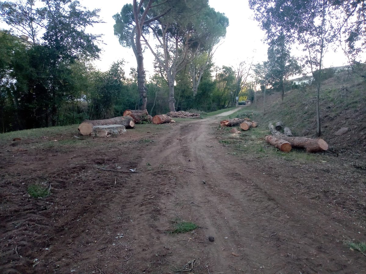 masferrersala's tweet photo. Això és al Parc de la Penya. Mai havia vist una destrossa d'arbrat i de paisatge així a Cardedeu.

Les actuacions subvencionades per la Diputació són contra incendis a urbanitzacions. S'han d'interpretar sobre el terreny, supervisar i corregir des del poble.
S'han arruïnat parcs! https://t.co/U6Dj9QFSSh