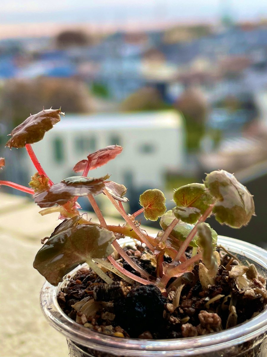 plants6666's tweet photo. おはようございます☁️
#KABOLO 入手品。
#ベゴニアデュードロップ変異株 と
#コシケシダ どちらもパルダリウムに使いやすそうでお迎えしました☺️

#Begonia_Dewdrop_VAR
#Deparia_petersenii_var_grammitoides
#本日画像はロレート加工 https://t.co/uxA4zltqu8