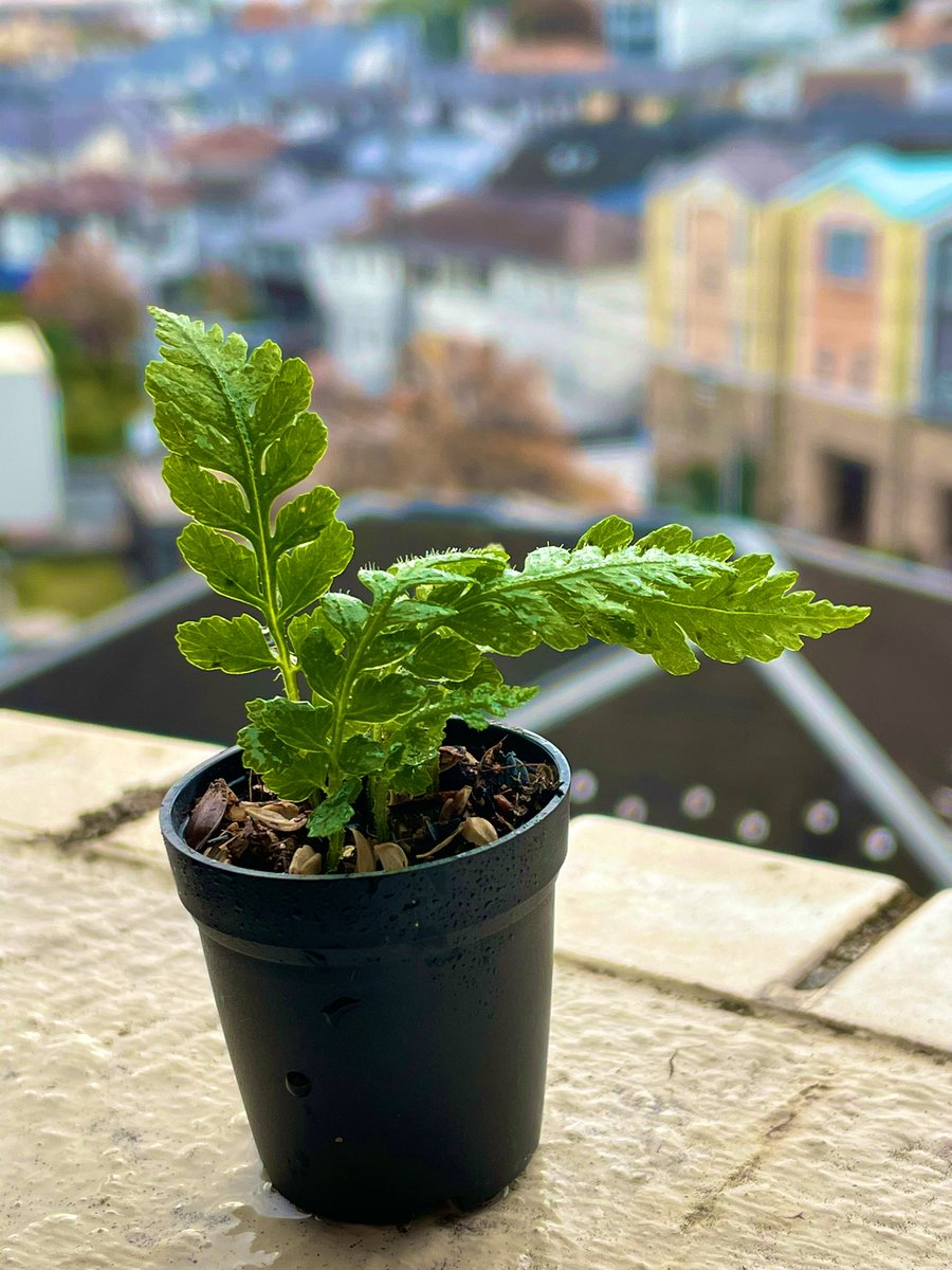plants6666's tweet photo. おはようございます☁️
#KABOLO 入手品。
#ベゴニアデュードロップ変異株 と
#コシケシダ どちらもパルダリウムに使いやすそうでお迎えしました☺️

#Begonia_Dewdrop_VAR
#Deparia_petersenii_var_grammitoides
#本日画像はロレート加工 https://t.co/uxA4zltqu8