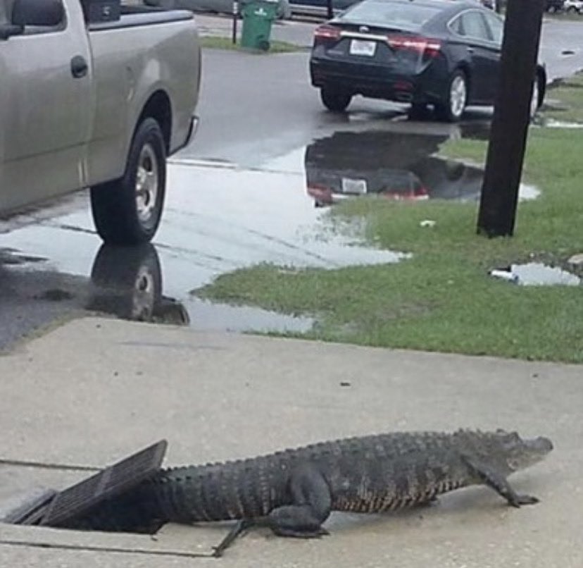 COMIN OUT OF MY CAGE AND IVE BEEN DOIN JUST FINE