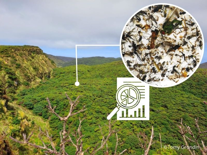 TomyGrondin's tweet photo. (1/5) A new #tool for evaluating the ecological condition of native forests in the #Azores archipelago!
Let's take a look at the recent #Arthropod-based biotic Integrity Indices (IBI) by @ntsaf1 and colleagues. https://t.co/DvWn2aBB23