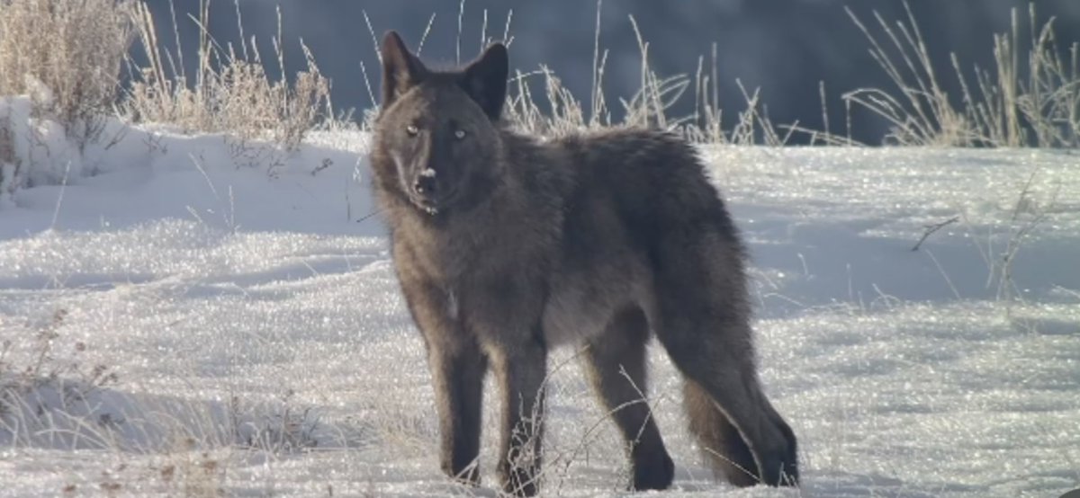 3 kill orders targeting 3 different wolf packs in Northeast are currently in effect now until December 31st, 2023, including 6 wolves in the 12 membered Black Pines Pack. <a href="/USFWS/">U.S. Fish and Wildlife Service</a> <a href="/SecDebHaaland/">Secretary Deb Haaland</a> <a href="/POTUS/">President Donald J. Trump</a> #Relistwolves 

dfw.state.or.us/wolves/updates…