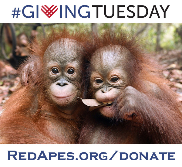 #GivingTuesday is almost here! The orangutans would LOVE LOVE LOVE your support!  Help us build forested sanctuary spaces for orangutans!!! ❤️🦧
#CryptoGivingTuesday 
#GivingTuesday2023 
#ApesTogetherStrong #BAYC  🦧💪🦧