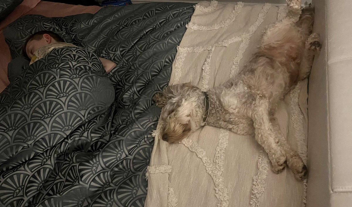 davethe_doodle's tweet image. Not sure where Mam &amp;amp; Dad are sleeping tonight as me and Charlie have bagsied their bed 😂🐶💤😴💤🛌 #dogtwitter #dogsoftwitter #dogx