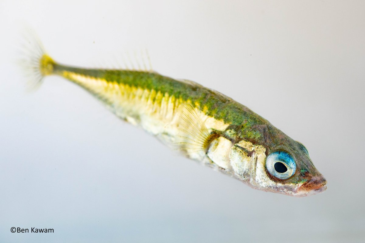RSocPublishing's tweet photo. Man-made barriers have isolated populations of migratory #sticklebacks in freshwater. This study shows that the migratory fish moved substantially more than the isolated fish https://t.co/6kC3oC2pTc #animalbehaviour #BiologyLetters https://t.co/qIxjrGLe0V