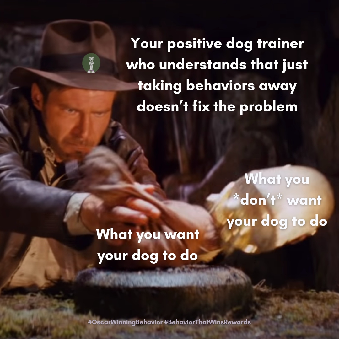 OscarWinning's tweet image. Good training isn't punishing a behavior so it doesn't happen.  The fact is *something* is going to happen- you can let the dog choose or you can teach them what to choose first.

That's what reinforcement based training is all about.

#positivedogtraining #positivereinforcement