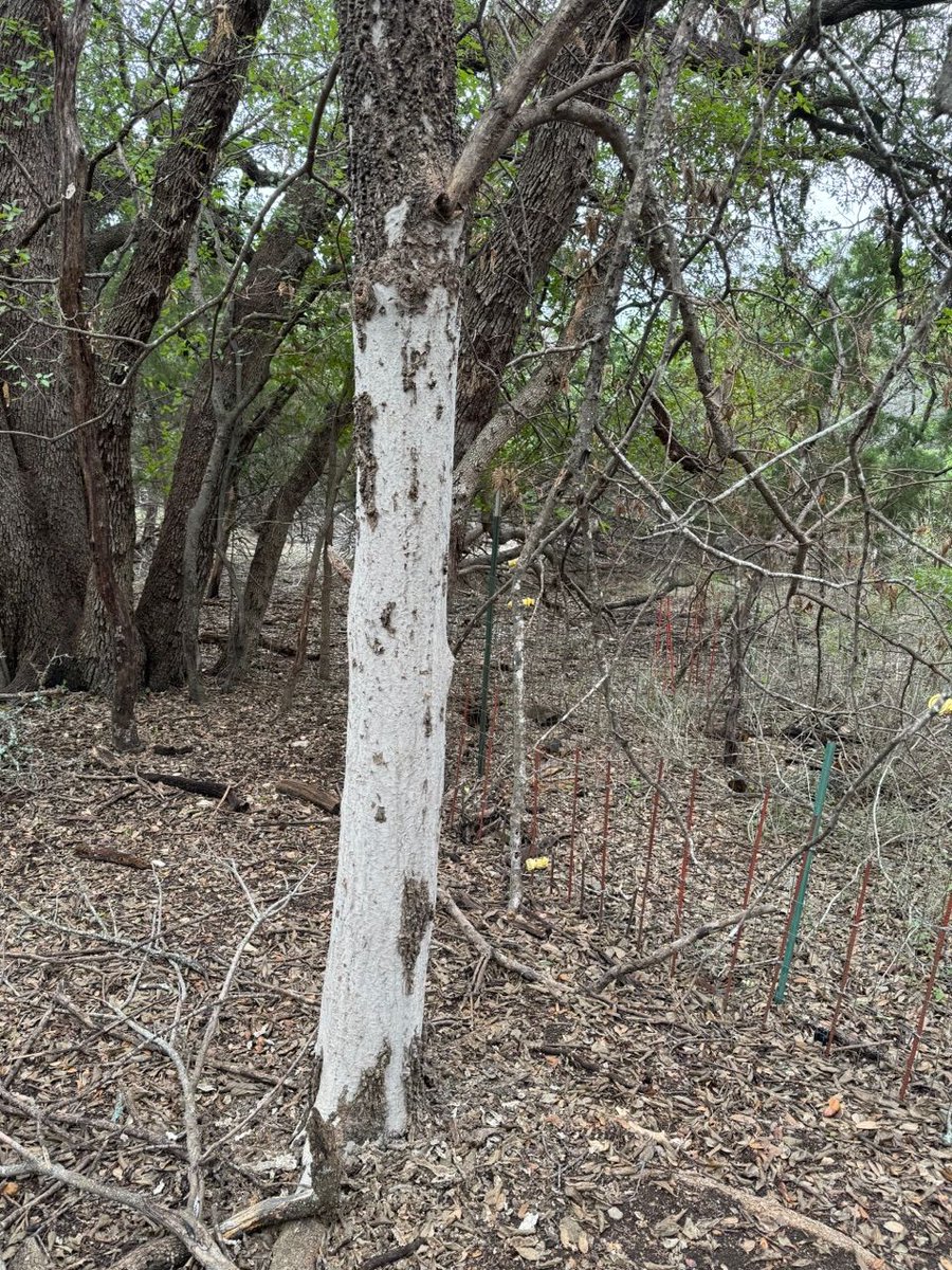 txplantclinic's tweet image. Howdy #WhatWednesday ! Forwarded by @txextension CEA Brandi K. - homeowner wondering what is wrong with their trees.  What do y'all think my response was? What is it? Have a safe and HAPPY THANKSGIVING! -KO @txplantdr #extPLPM #extensionlife #hackberry #fungi #treeproblems