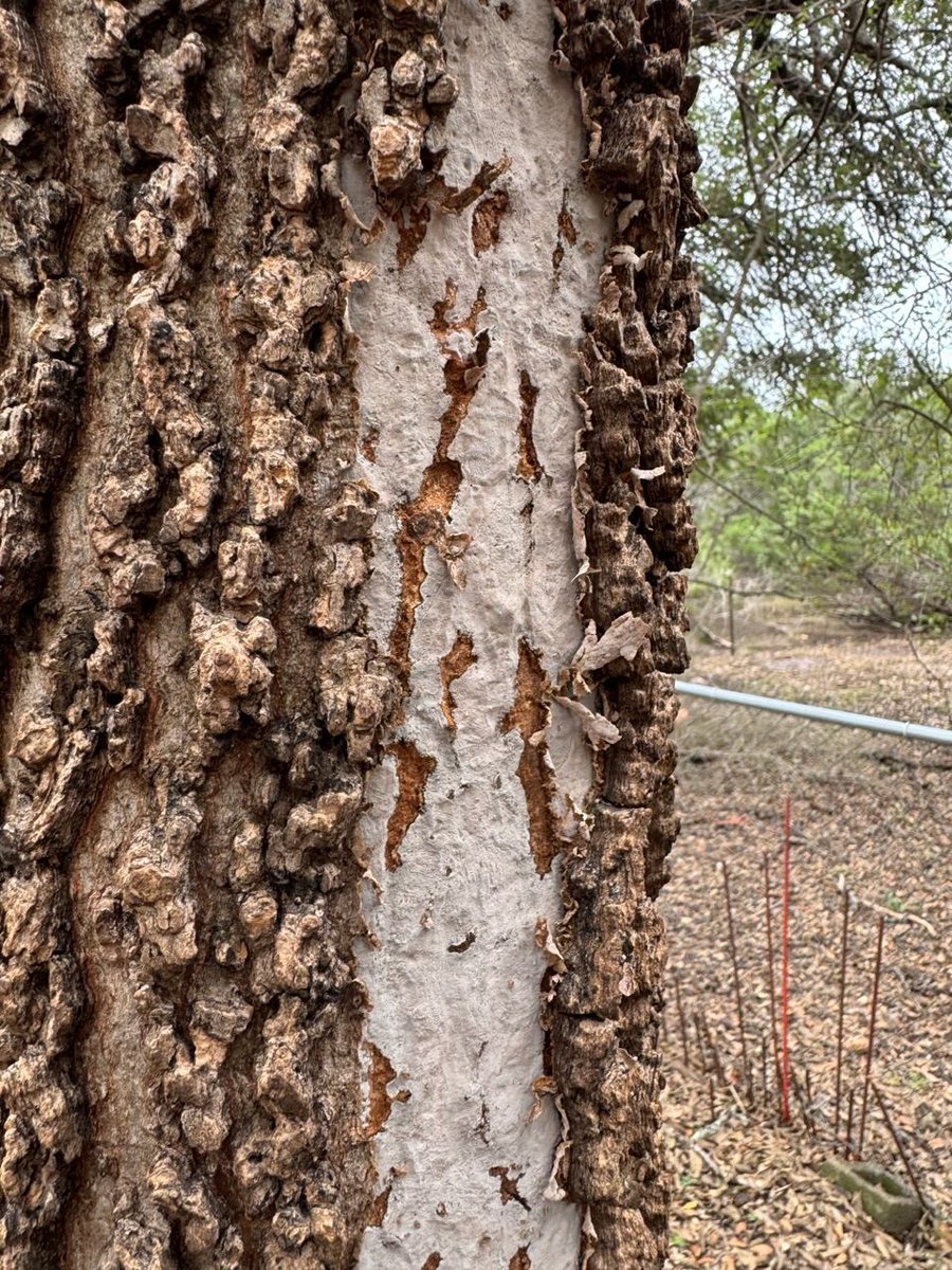 txplantclinic's tweet image. Howdy #WhatWednesday ! Forwarded by @txextension CEA Brandi K. - homeowner wondering what is wrong with their trees.  What do y'all think my response was? What is it? Have a safe and HAPPY THANKSGIVING! -KO @txplantdr #extPLPM #extensionlife #hackberry #fungi #treeproblems