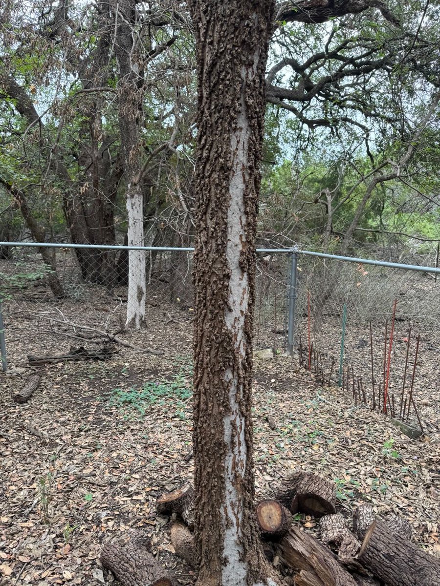 Howdy #WhatWednesday ! Forwarded by <a href="/txextension/">Texas A&M AgriLife Extension Service</a> CEA Brandi K. - homeowner wondering what is wrong with their trees.  What do y'all think my response was? What is it? Have a safe and HAPPY THANKSGIVING! -KO @txplantdr #extPLPM #extensionlife #hackberry #fungi #treeproblems