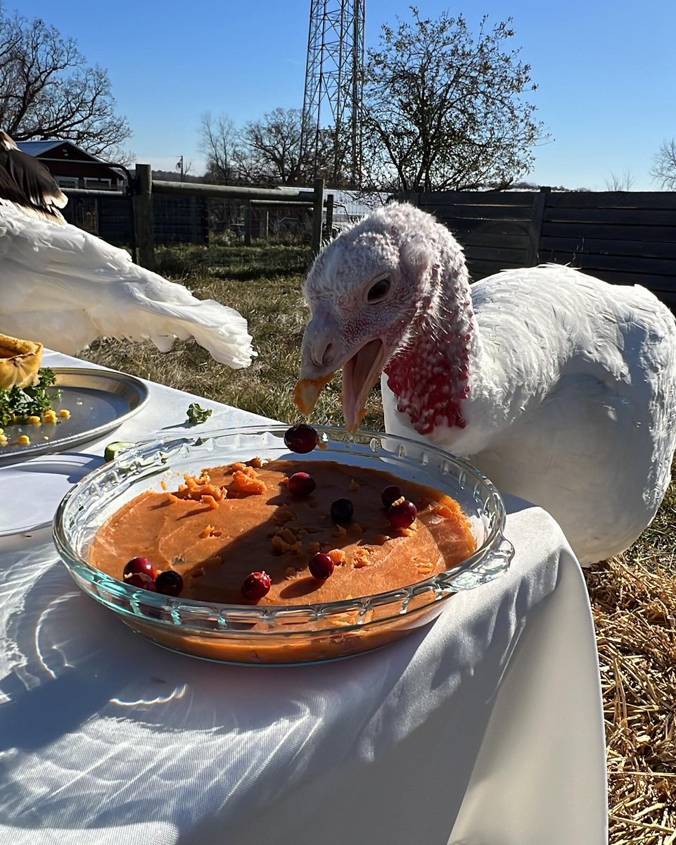 SOS on Turkey Day – My Turkey Isn't Ready, What Do I Do Now?