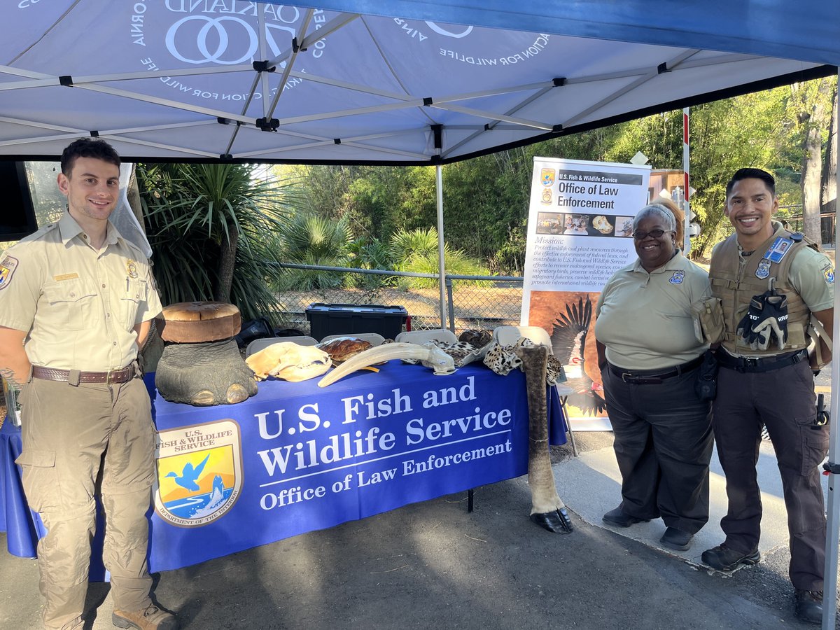 United against wildlife trafficking, AZA's @wt_alliance and @USFWS organized impactful ivory surrender events at @sdzsafaripark, @stlzoo, @oakzoo, and @DallasZoo. Together, we sent a powerful message that ivory belongs to living elephants. Read more: bit.ly/3sCamxD