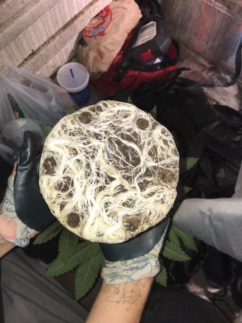 ChadKrivec's tweet photo. The root system on my photo after only 14 days in a one gallon. From 14 days in a solo from germ. Had to give her new shoes after only two weeks. π―% Organic. Watered only. Pre amend and top dress only. Her day 52. #loyaltothesoil. #wormcastings #rootwise. #subwater. https://t.co/cgUrO9s6af