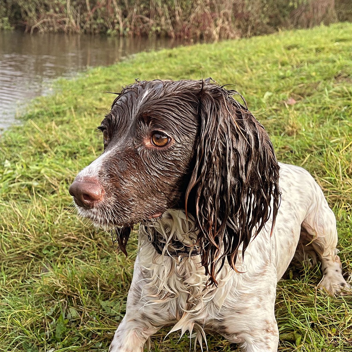 Is it really a spaniel if it’s not A) soaking wet or B) covered in mud …. I should add or C) laid full length across the sofa on their back with their legs at strange angles in the air…