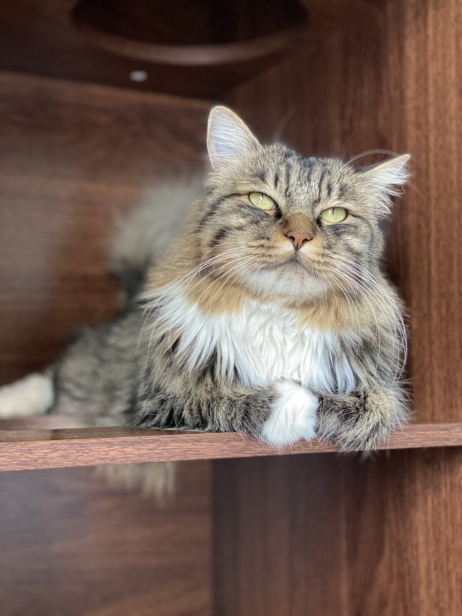 cat3_ff's tweet photo. なんか…朝から文句ありそうな態度のらぐちゃん
#猫 #ねこ #ねこ部 #ねこのいる暮らし #ねこのいる生活 #猫好きさんと繋がりたい #動物コレクション #癒し https://t.co/EE4UoTVPXa