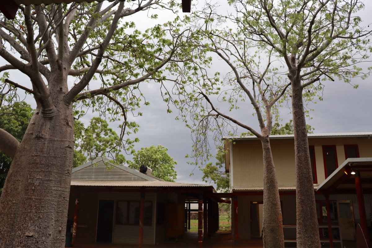 Brooding skies in #Miriwoong Country. Here we are in the last stage of Barndenyirriny (hot season), it is Deroorr-mageny, the calling of the thunder, the heat and humidity has built up. The weather tells us that Nyinggiyi-mageny (wet season) is coming.
#thekimberley #stormysky