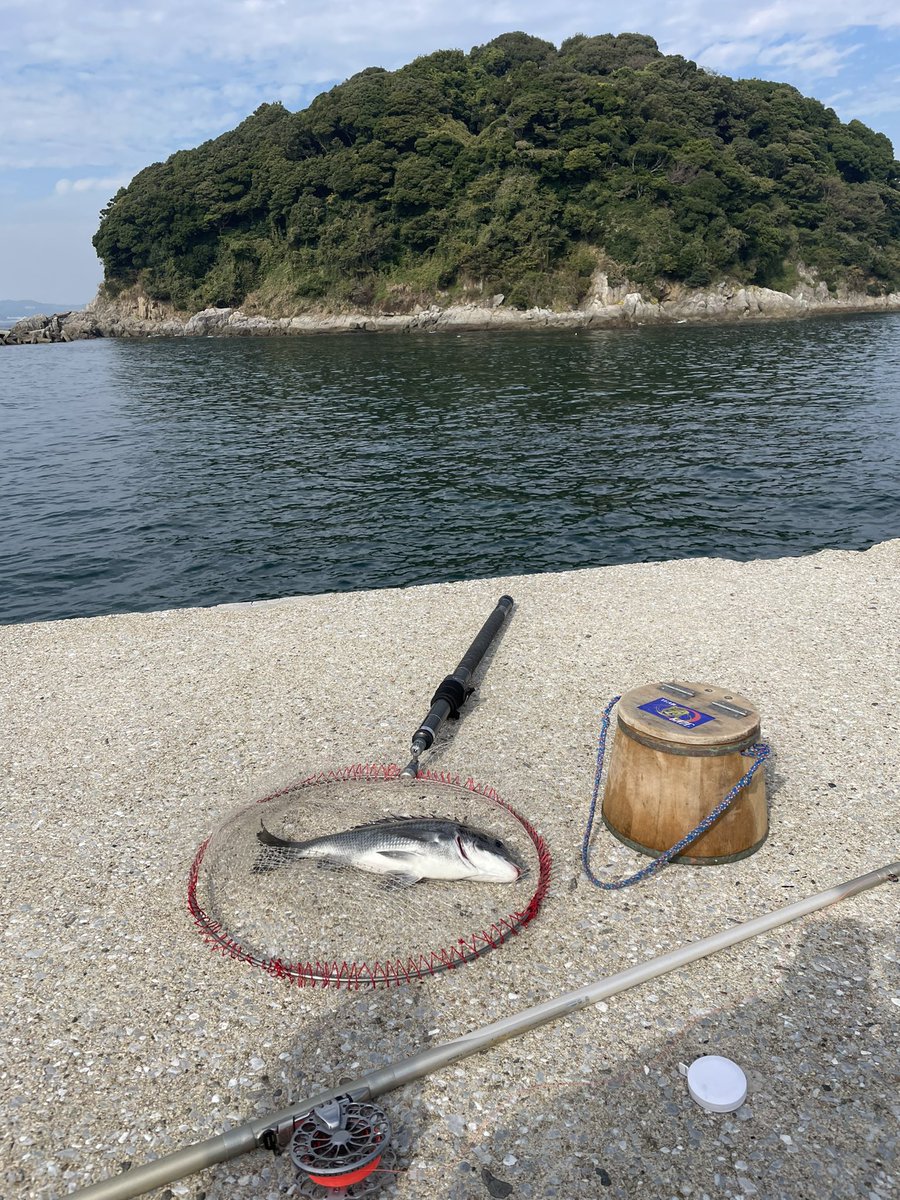 fishingteamkaze's tweet photo. 11月23日篠島木島前ハニーケーソンでの釣果です。魚掬ったらタモの柄がバキ…😭 https://t.co/EkEvuXpE3f