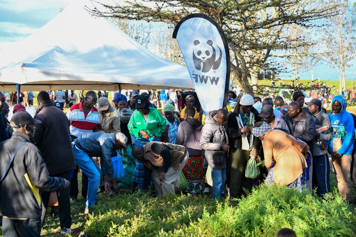 When we come #TogetherforNature, great things happen! Residents of Loitokitok, Kajiado County, have demonstrated this with their ongoing efforts to bring back the green in the border town. With a target of 120,000 trees during the rainy season, farmers' groups planted 35,000 tree