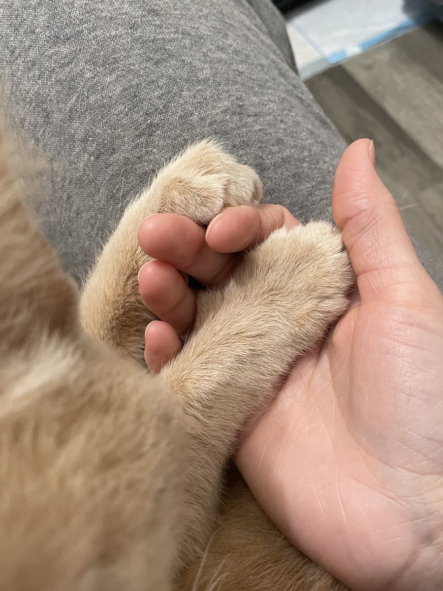 feederofcats's tweet photo. for everyone asking for a Shambles update 🥁 🥁 🥁 I am SO happy to announce that he was adopted over a week ago!! 🥹 he's adjusting well in his new home and is a VERY lucky and loved little guy 🩷 I'm so grateful for our lil journey through hell together https://t.co/Svgcf4eabr