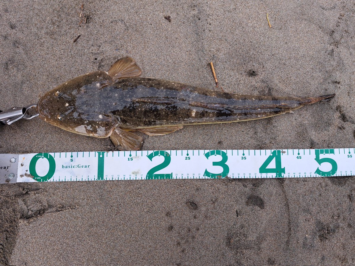 朝マズメはマゴチ、スレ掛かりだからめっちゃ引いた。
その後は魚の気配無し。ポイント探しの旅に出ます。
