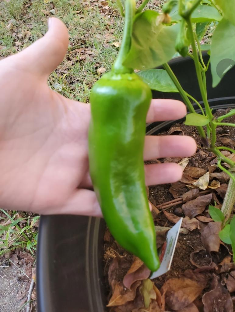 AphyCee's tweet photo. @TheWhaleBaby Plants can be so temperamental. We grew peppers this year and I couldn't get anything out of them until I starred ignoring them. Then this happened. https://t.co/s38IPMBZ3N