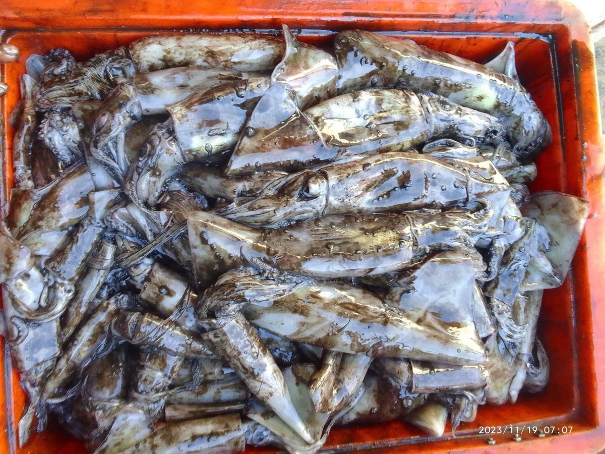 EtangoSandra's tweet photo. Kamis (23/11), Sandra Etango, Luhkan Kab. Boalemo, di Pelaku Utama (Jailan Kupalang) Ds.Tapadaa, melaporkan tangkapan cumi, dengan alat tangkap cumi, 18/11/23 sebanyak 50kg, harga jual 10.000/kg
#GiatLuhkanSatminkalBitung
#LuhkanBoalemo
#Tangkap https://t.co/tv471y9mH9