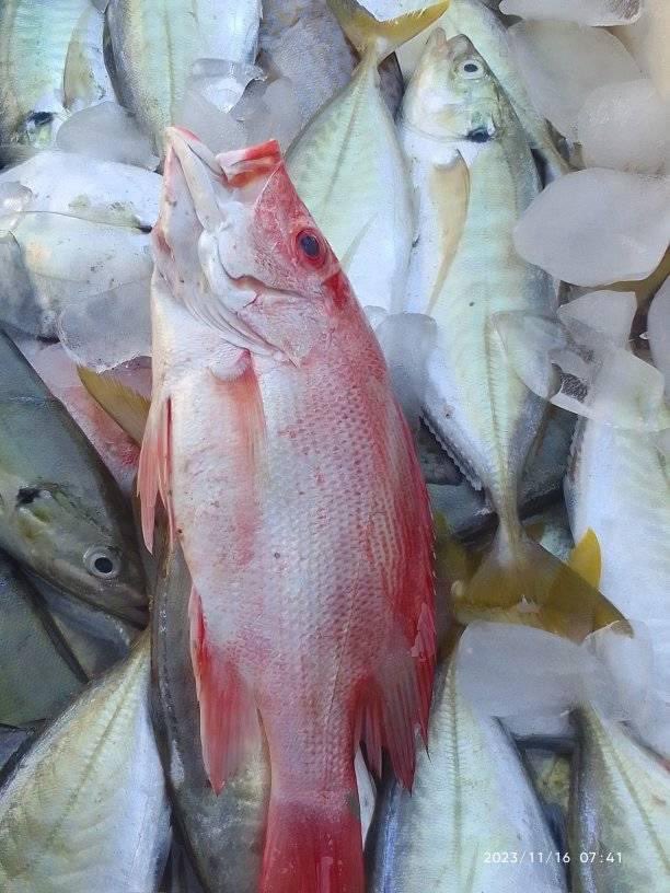 EtangoSandra's tweet photo. Kamis(23/11), Sandra Etango, Luhkan Kab. Boalemo, di Pelaku Utama (Bustamin Pulu), Ds.Tapadaa, melaporkan tangkapan Ikan Demersal, dengan alat tangkap gillnet, 15/11/2023 sebanyak 20kg, harga jual 35.000 - 50.000/Kg
#GiatLuhkanSatminkalBitung
#LuhkanBoalemo
#Tangkap https://t.co/xkBeem6laN