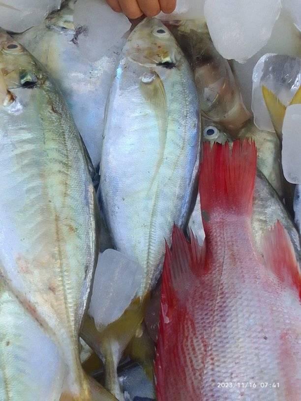 EtangoSandra's tweet photo. Kamis(23/11), Sandra Etango, Luhkan Kab. Boalemo, di Pelaku Utama (Bustamin Pulu), Ds.Tapadaa, melaporkan tangkapan Ikan Demersal, dengan alat tangkap gillnet, 15/11/2023 sebanyak 20kg, harga jual 35.000 - 50.000/Kg
#GiatLuhkanSatminkalBitung
#LuhkanBoalemo
#Tangkap https://t.co/xkBeem6laN