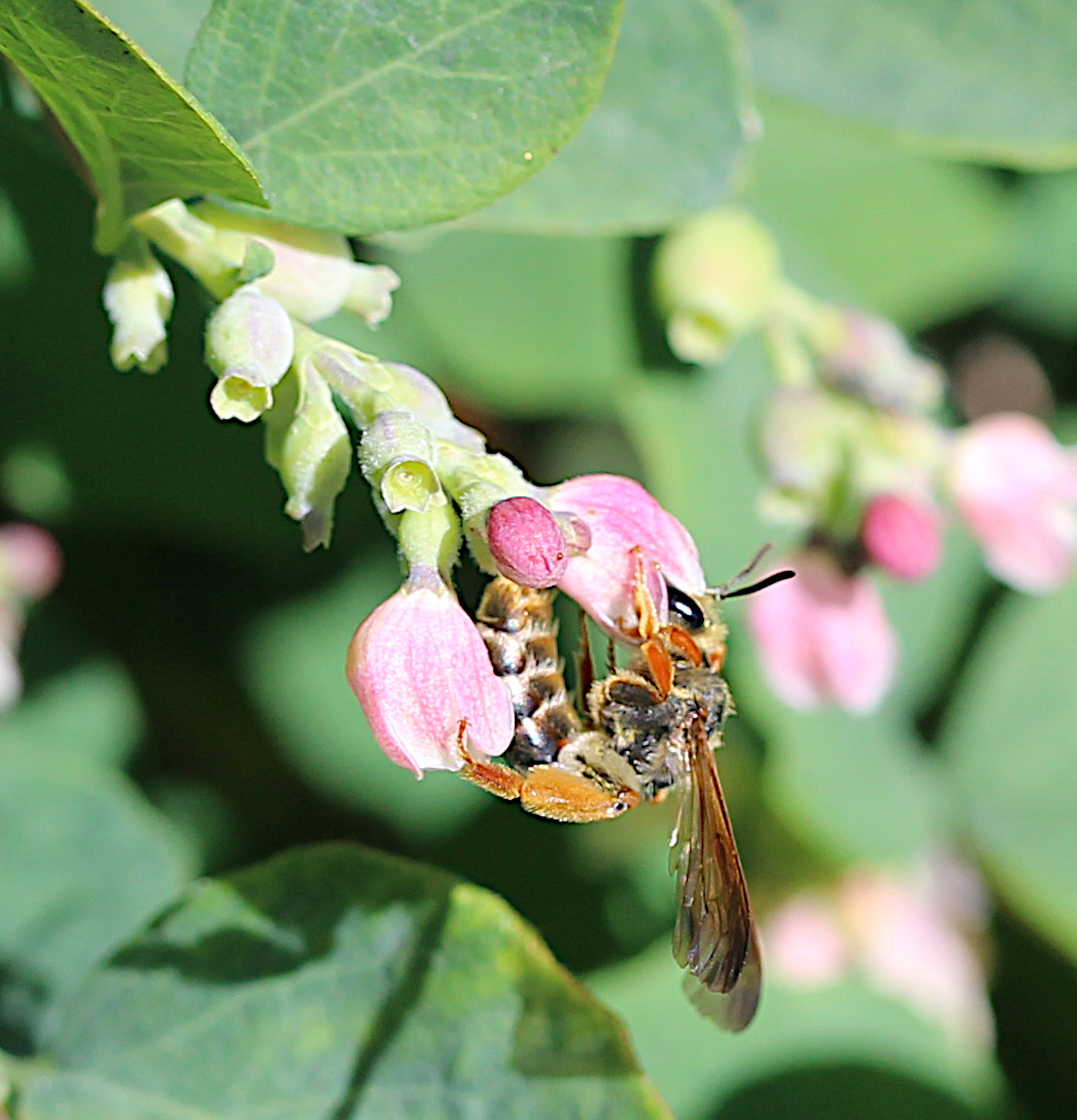 Andrena prunorum on common snowberry. #BCbeeschool #burnelllake #bees