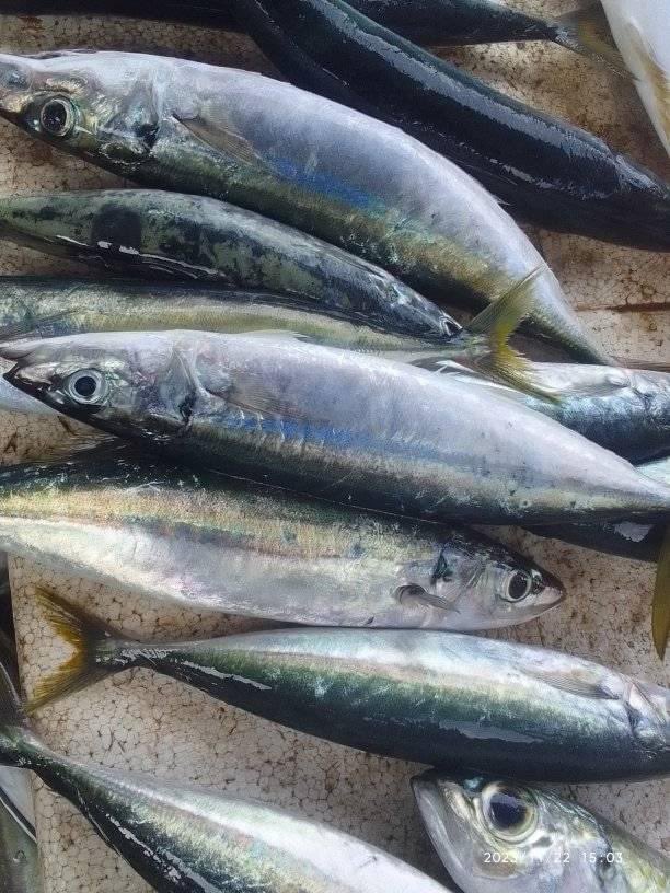EtangoSandra's tweet photo. Kamis (23/11),Sandra Etango, Luhkan Kab. Boalemo, di Pelaku Utama (Agus Karim) Ds.Tapadaa, melaporkan tangkapan Ikan layang, dengan alat tangkap Bagan, 22/11/23 sebanyak 100kg, harga jual 10.000/kg
#GiatLuhkanSatminkalBitung
#LuhkanBoalemo
#Tangkap https://t.co/Bqw2zFUzJ5