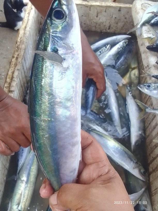 EtangoSandra's tweet photo. Kamis (23/11),Sandra Etango, Luhkan Kab. Boalemo, di Pelaku Utama (Agus Karim) Ds.Tapadaa, melaporkan tangkapan Ikan layang, dengan alat tangkap Bagan, 22/11/23 sebanyak 100kg, harga jual 10.000/kg
#GiatLuhkanSatminkalBitung
#LuhkanBoalemo
#Tangkap https://t.co/Bqw2zFUzJ5